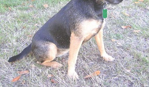 Quibusdam excepturi dicta